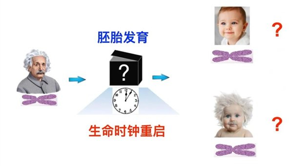 表观遗传信息遗传的三种类型，图源：被访人公开演讲