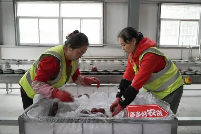 ▲今年第1500亿件快递是来自拼多多平台的花牛苹果，从甘肃发往重庆。余虹黎▕摄