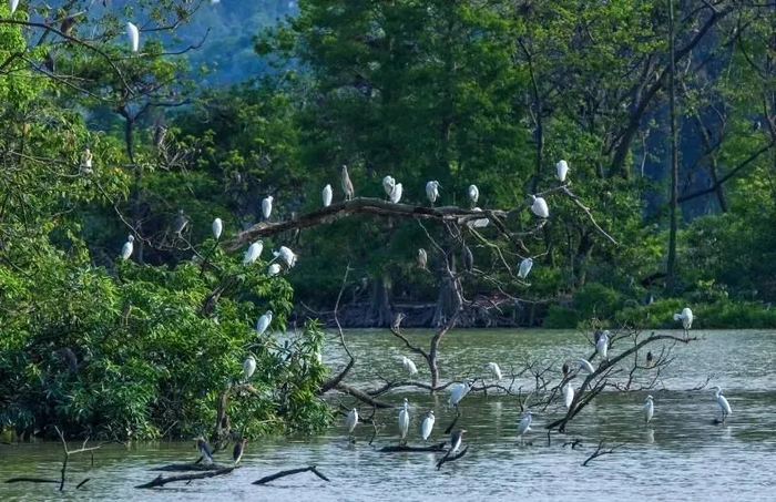 △ 左图为珓杯石；右图为南方鸟岛。图源肇庆文旅集团