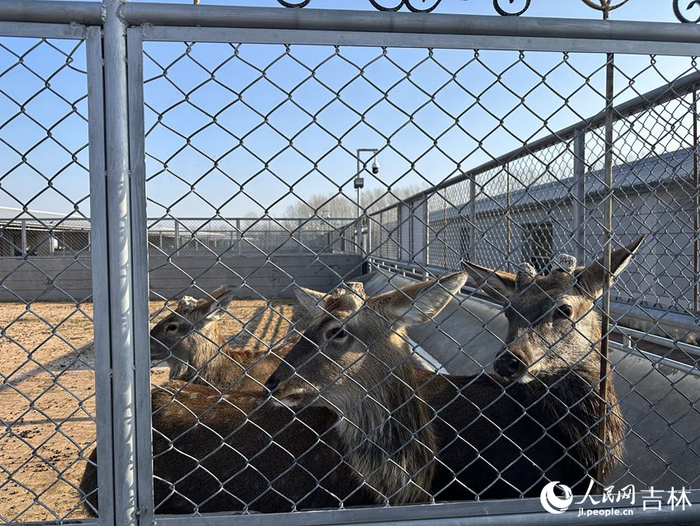 博文鹿业良种繁育有限公司养殖的梅花鹿 姜迪 摄