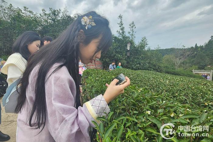 台湾青年安宸初在茶园里拍照。（中国台湾网记者 李宁 摄）