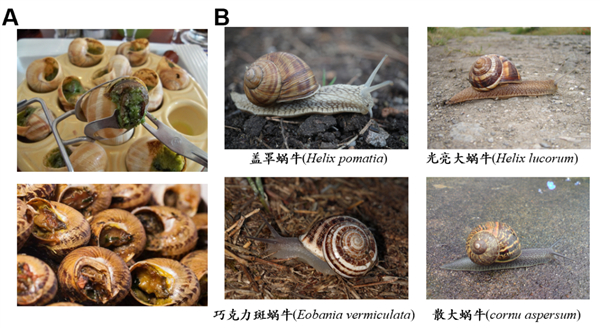 法式焗蜗牛（A）及其常用蜗牛物种（B）。图片来源：维基共享资源