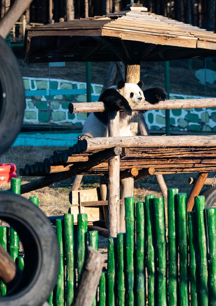 双臂扶着栏杆坐看落日