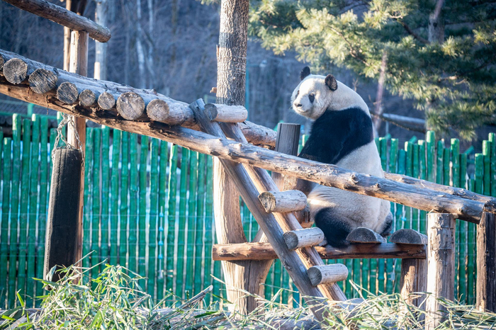 “思嘉”爬上木梯