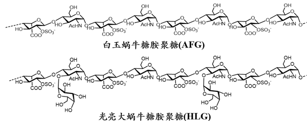 两种蜗牛源的多糖结构对比。图片来源：作者提供