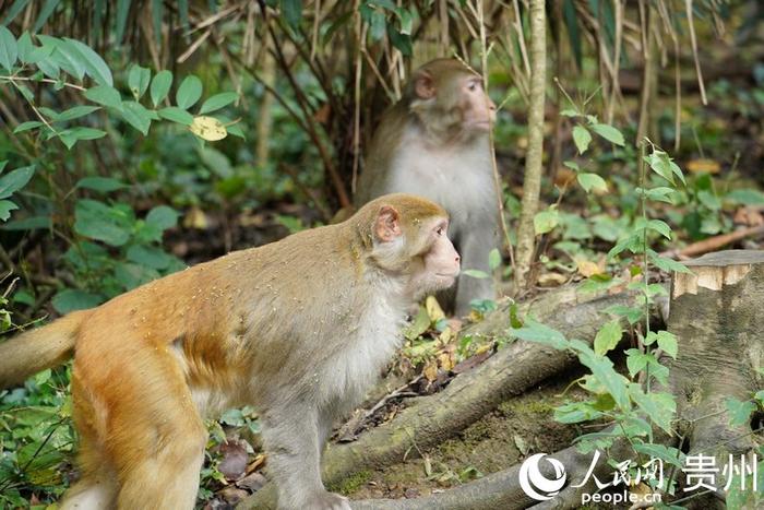 黔灵山公园里，野生猕猴随处可见。人民网 阳茜摄