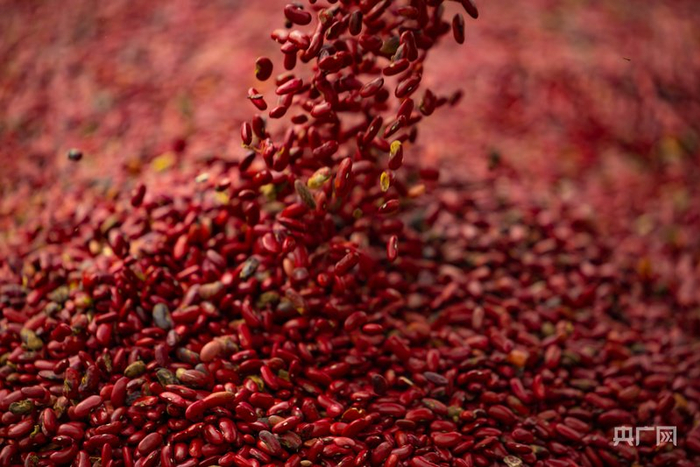 岢岚被称为“中华红芸豆之乡”（央广网发  叶娴豆  摄）