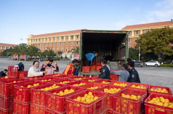 褚橙分运到各个学院 云南大学供图