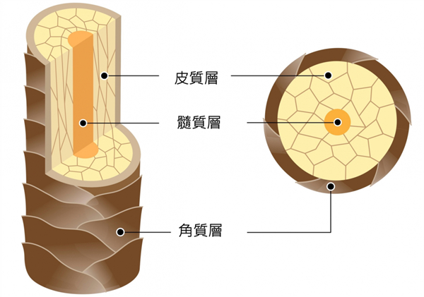 人类的头发与动物毛发的成分和结构基本相同。图源：网络