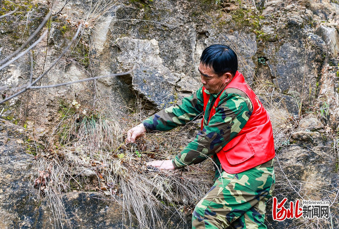 11月14日，河北青崖寨国家级自然保护区巡护员陈新所展示在峭壁上发现的缘毛太行花。  河北日报记者 耿辉摄