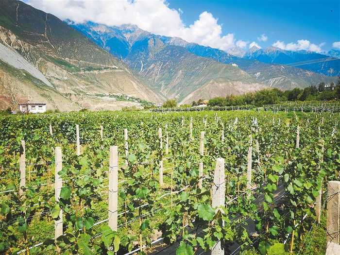 图为芒康县藏东珍宝酒业有限公司的葡萄园。记者 周辉 摄