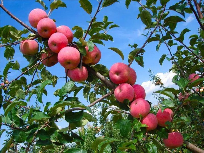 （昭通苹果 何雨珍 摄）