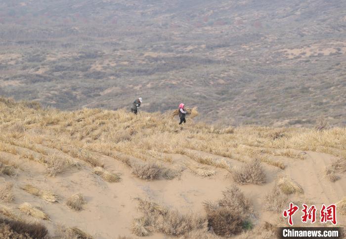 11月23日，工人们在位于宁夏石嘴山市平罗县的毛乌素沙地里扎麦草方格。中新社记者 于晶 摄