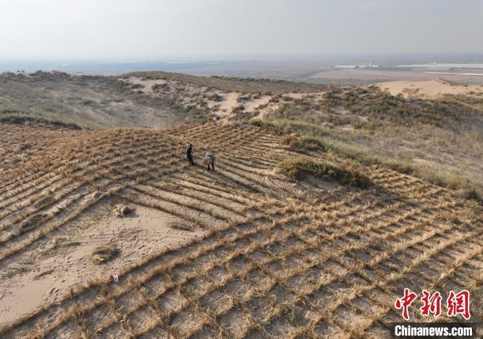 11月23日，工人们在位于宁夏石嘴山市平罗县的毛乌素沙地里扎麦草方格。(无人机照片)中新社记者 于晶 摄