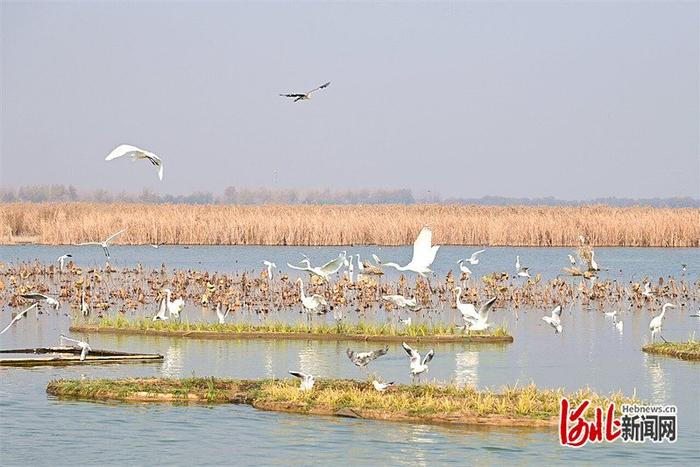 11月23日，白鹭、苍鹭、红嘴鸥等候鸟在衡水湖上下翻飞，水与鸟相映成景。河北日报记者 焦磊摄