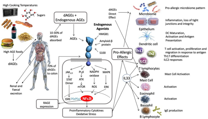 图：晚期糖基化终末产物与免疫系统