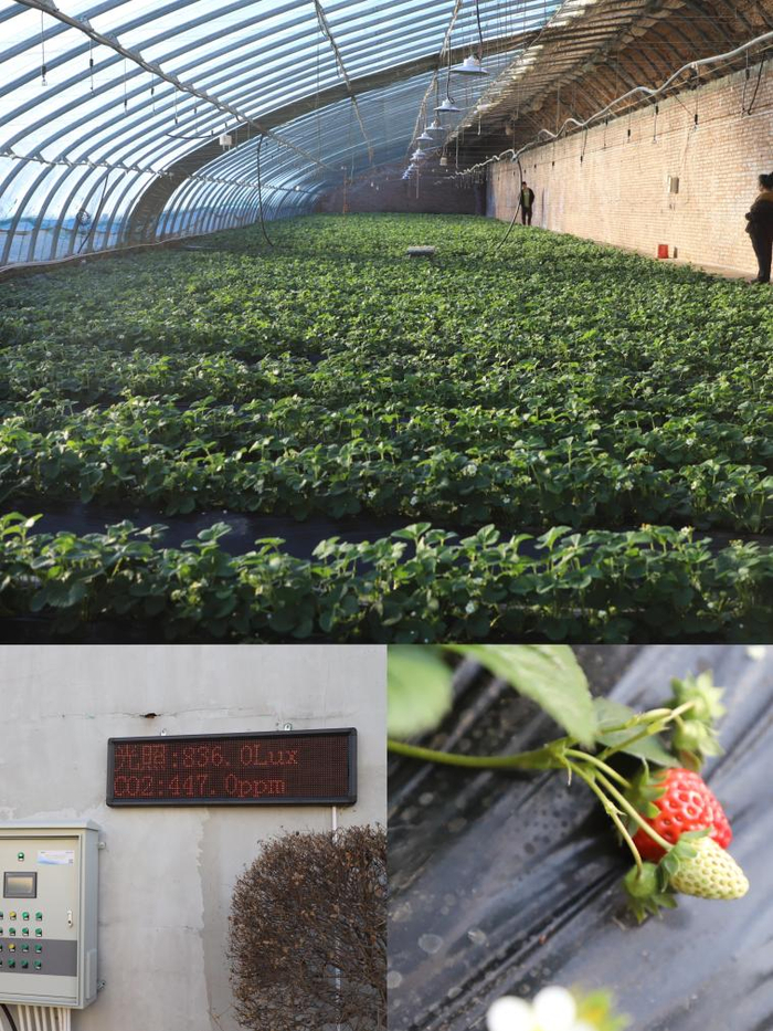　25日拍摄的内蒙古兴安盟突泉县聚美恒果四季采摘园草莓种植大棚。新华社发（曾令刚摄）
