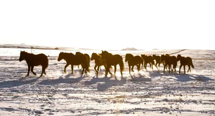 24日雪后的内蒙古包头市达尔罕茂明安联合旗草原。新华社发（黄鑫摄）