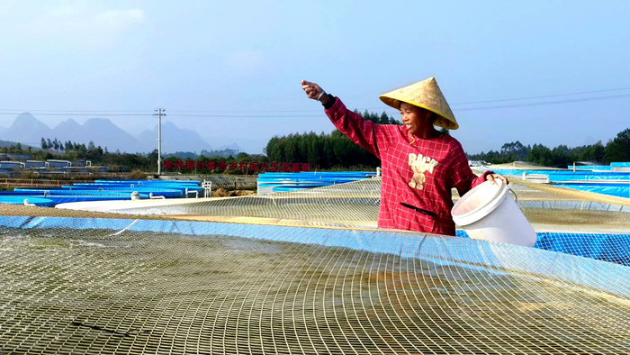 图为公司员工正在撒饲料喂鱼