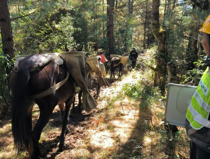 在部分施工点位，玉维高速配套设施外部供电工程施工单位因地制宜，采用畜力进行山地运输。（建设单位 供图）