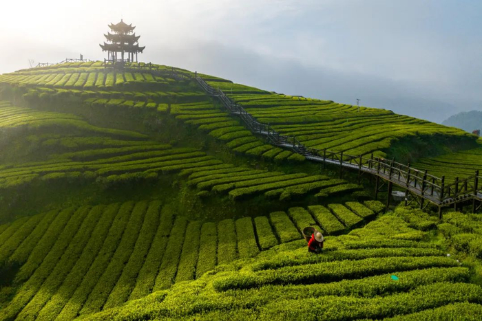 4月12日，茶农在湖北省宣恩县万寨乡伍家台村的茶园里采摘春茶（无人机照片）。新华社发（陈绪开 摄）