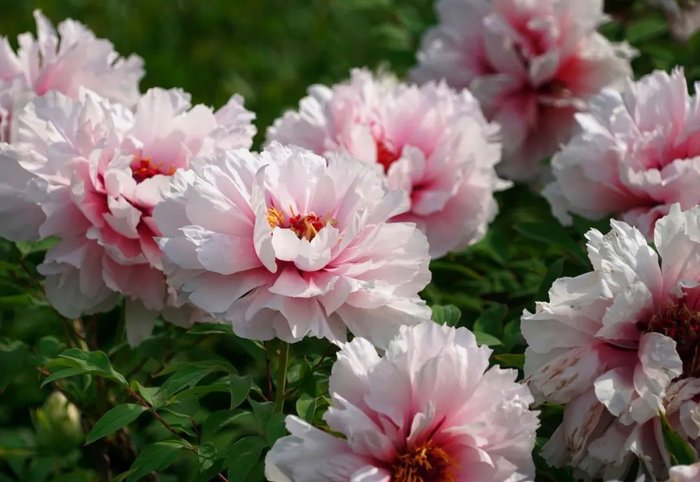 4月17日在河南省洛阳市隋唐城遗址植物园拍摄的牡丹。新华社记者李安摄