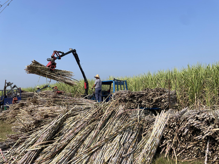 图为农户正把刚刚采收的甘蔗装车