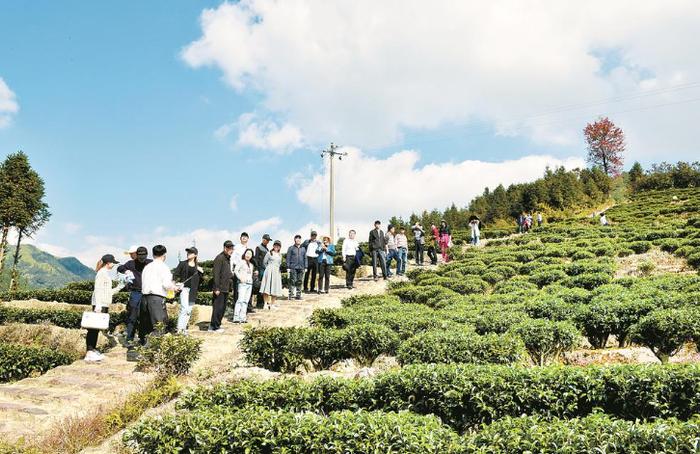 专家学者重走九岭古道。 龚健 摄