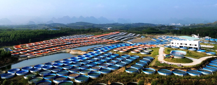 图为贺州市平桂区鱼跃天下陆基渔业生态养殖产业示范区一角