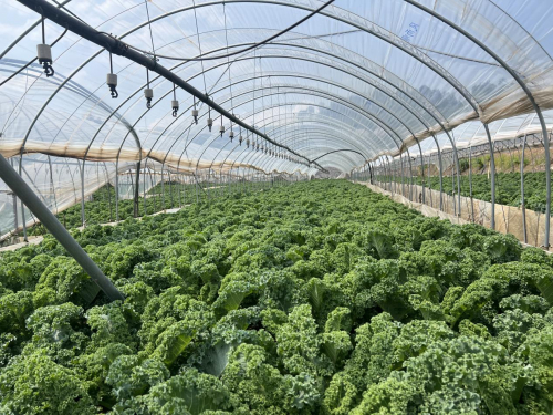 注：优赐HPP羽衣甘蓝复合果蔬汁的羽衣甘蓝原料合作基地