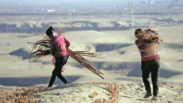 11月28日，于田县阗东防沙治沙综合示范区内，治沙工人正在搬运树苗，防风治沙。兵团日报全媒体记者  王志清  摄