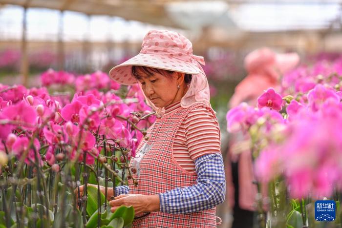 11月25日，在云南芳菲花苑的年宵花基地，工作人员在打理蝴蝶兰。（彭奕凯 摄）