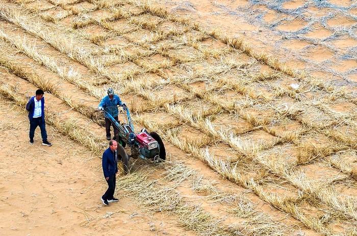 采用机械扎草方格方式极大节省了人力。　宁夏新闻网记者　祁瀛涛　摄