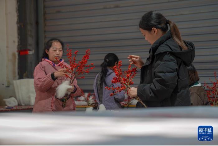 11月25日，在云南新桉农业科技有限公司，工作人员正在分拣冬青。（彭奕凯 摄）