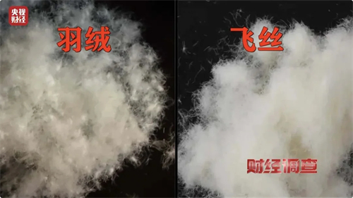羽绒与飞丝