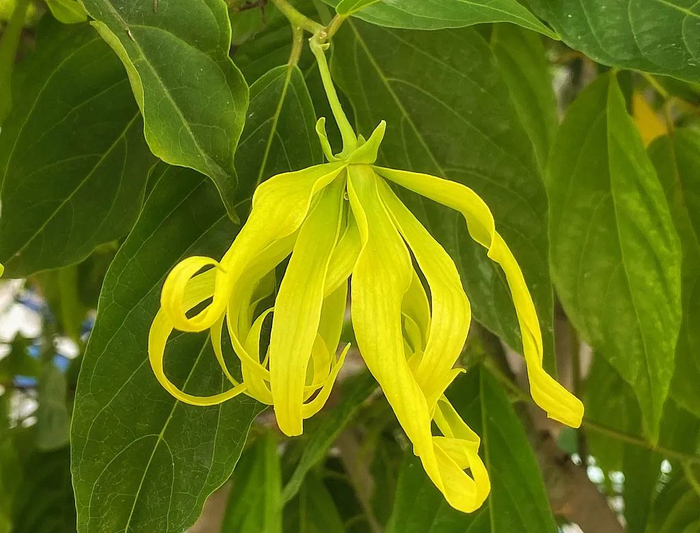 黄色的依兰花|图源：视觉中国