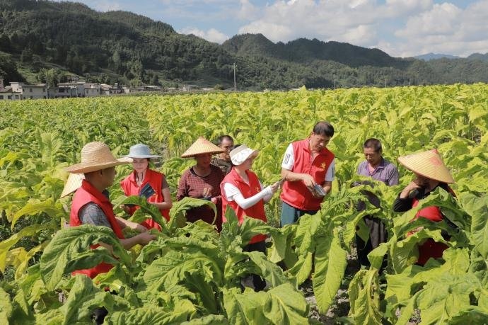泸州市气象局农气工作人员深入田间，指导农民运用气象信息趋利避害，合理安排农业生产。四川省气象局供图