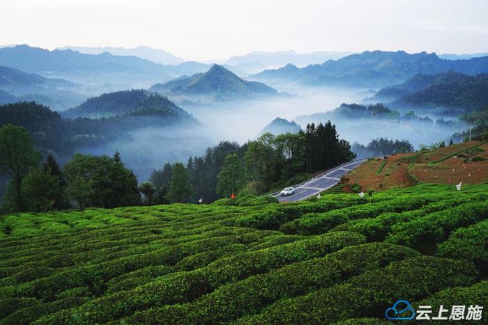 毛坝茶园 黄波摄