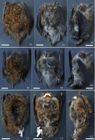 元阳管鼻蝠外形 A.正模标本；B和C：副模标本；比例尺=10mm