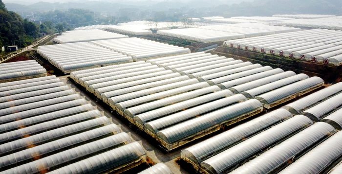 图为平桂区现代农业产业园，连片的标准温室大棚排列整齐。