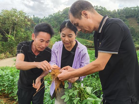 科技特派员、福建农林大学根系生物学研究中心主任廖红教授（中）在进行技术指导。