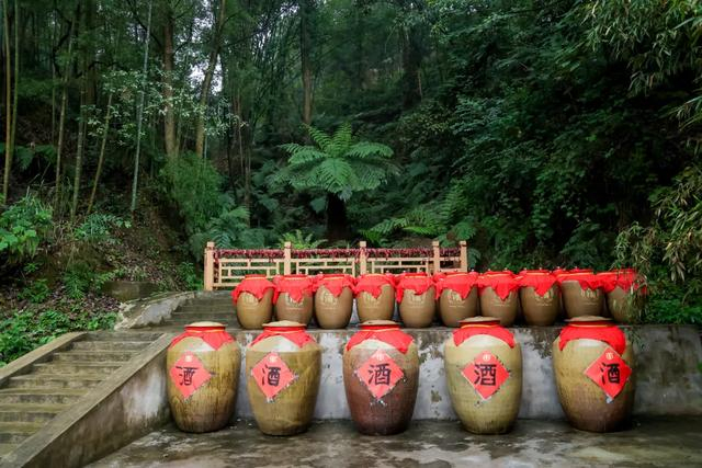 |金喜来将厂区内四百余年的桫椤打造为酒旅融合的景点，在桫椤谷添加了许多有趣的互动场景。 摄影/好酒地理局视频中心