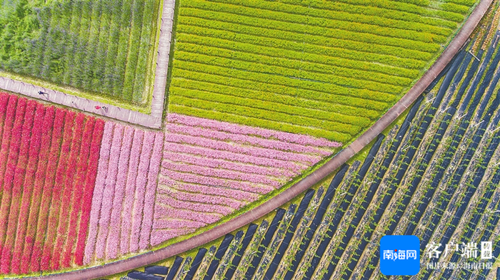 琼海市博鳌镇南强村种植的格桑花、马鞭草等。特约记者 蒙钟德 摄