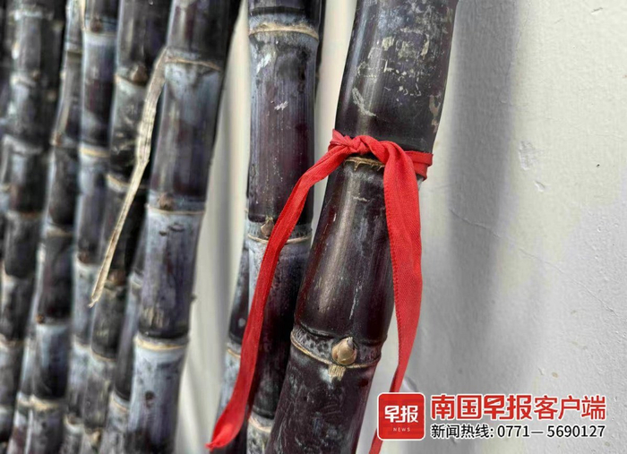▲绑着红绳的甘蔗。
