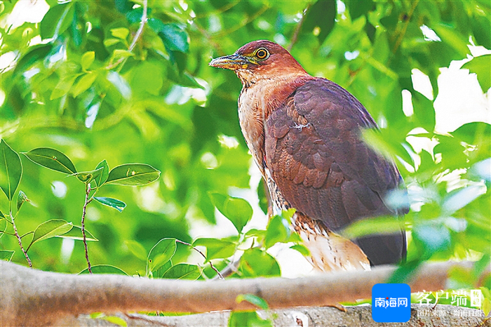 海南华侨中学高中部校园里的国家二级保护野生动物栗鳽。海南日报全媒体记者 袁琛 摄
