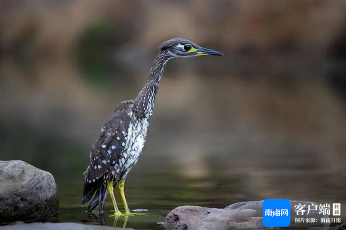 海南鳽。资料图