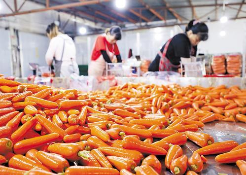     近日，在廊坊市永清县大辛阁村一家胡萝卜加工企业车间内，工作人员正在分拣胡萝卜。 庞趁友摄