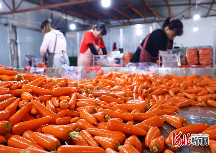 近日，在廊坊市永清县大辛阁村一家胡萝卜加工企业车间内，工作人员正在分拣胡萝卜。 庞趁友摄