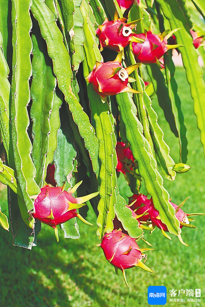 海南东方的火龙果。资料图
