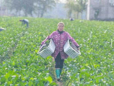 工人搬运刚采摘的新鲜菜心。资阳市雁江区委宣传部供图